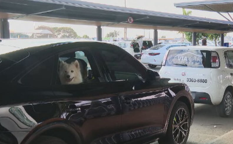 Em nenhuma hipótese os animais podem ficar soltos no veículo. Eles não podem ficar sem amarras nem no banco da frente nem no banco de trás. 	