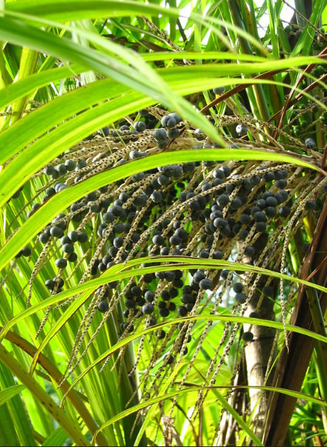 Os habitantes locais coletam o açaí manualmente de pequenos barcos, escalando a alta palmeira do açaí para chegar aos frutos.