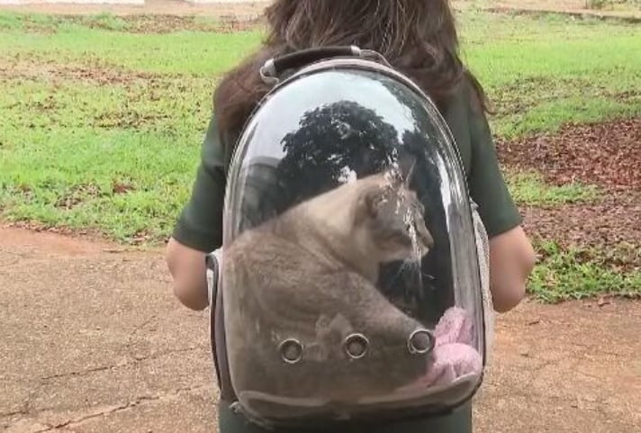 Para os gatos, uma caixa também é aconselhável. E existem até modelos em forma de mochila que facilita o transporte durante caminhadas. 