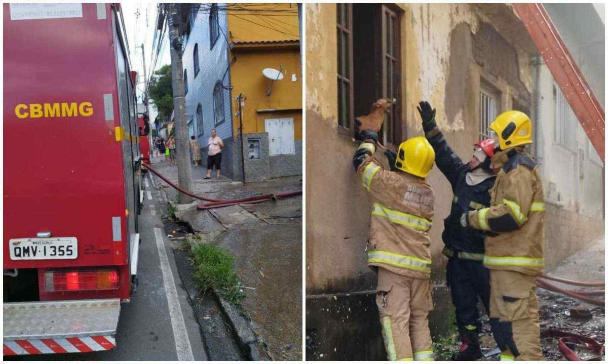 Corpo de Bombeiros retirou animais da situação de risco após receber chamado às 15h50