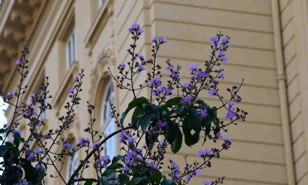 Em meio aos prédios da cidade, os belo-horizontinos podem apreciar a beleza da floração, como da escumilha africana, que aparece perto da Praça da Liberdade, na Região Centro-Sul -  (crédito: GLADYSTON RODRIGUES/EM/D.A PRESS)