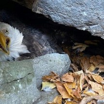 Alpinista salva casal de águias preso em rocha de parque nos EUA - Divulgação/Ravendidge