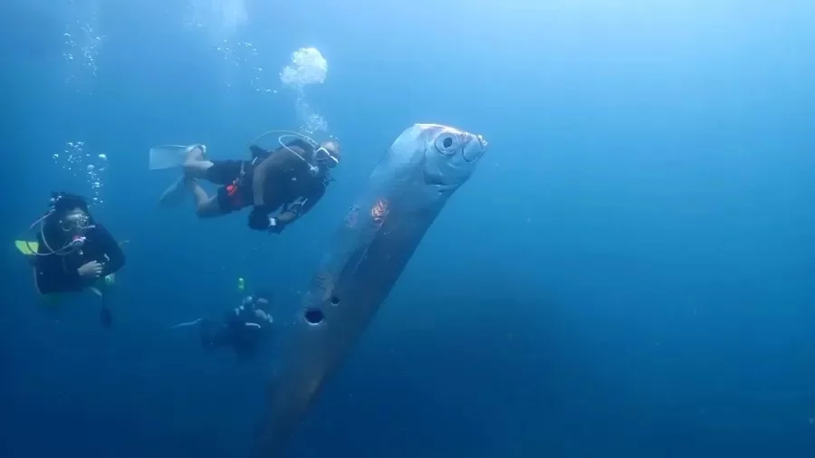 Peixe gigante em Taiwan viraliza na web - REPRODUÇÃO INSTAGRAM