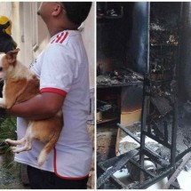 MG: bombeiros resgatam cachorros e gato de incêndio em casa  - CBMMG