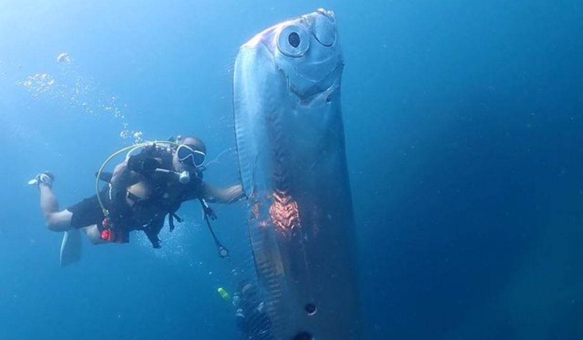 As principais características da espécie são o corpo alongado e achatado lateralmente, com a parte inferior afinada e sem nadadeiras. Além disso, o peixe-fita tem olhos grandes, distantes da boca, escamas muito lisas que causam um efeito reflexivo.