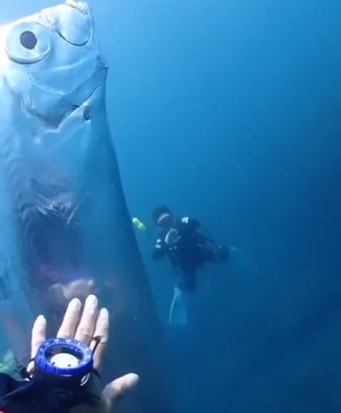 Em outro ponto do vídeo, é possível ver o momento em que um dos mergulhadores estende a mão e toca no animal, que tinha aproximadamente 2 metros