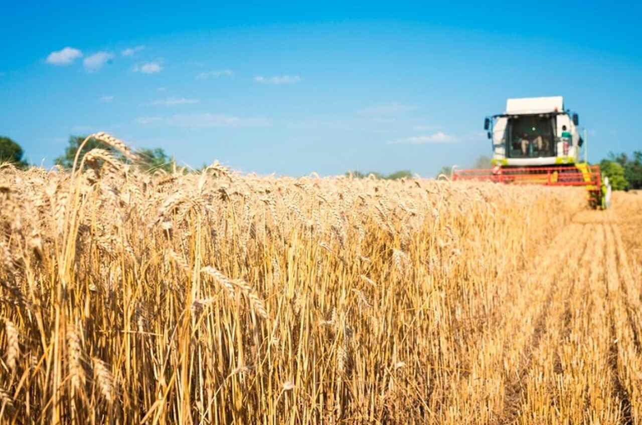 Voltando ao Brasil, na safra de 2021/2022, o país produziu aproximadamente 8,1 milhões de toneladas de trigo, um aumento de cerca de 6% em relação à safra anterior.