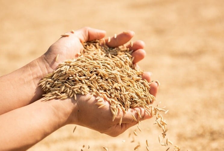 A história do trigo remonta a cerca de 10.000 anos, na região do 