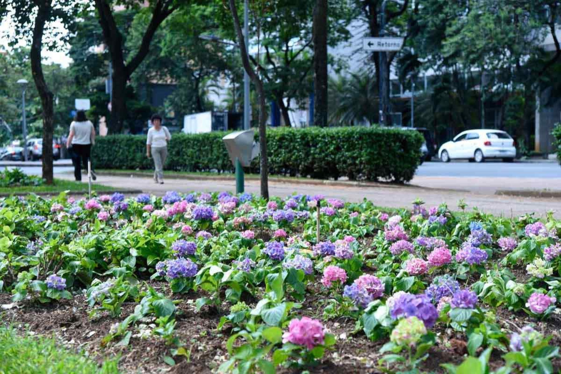 Na Praça da Liberdade, as hortênsias resistem às mudanças de temperatura