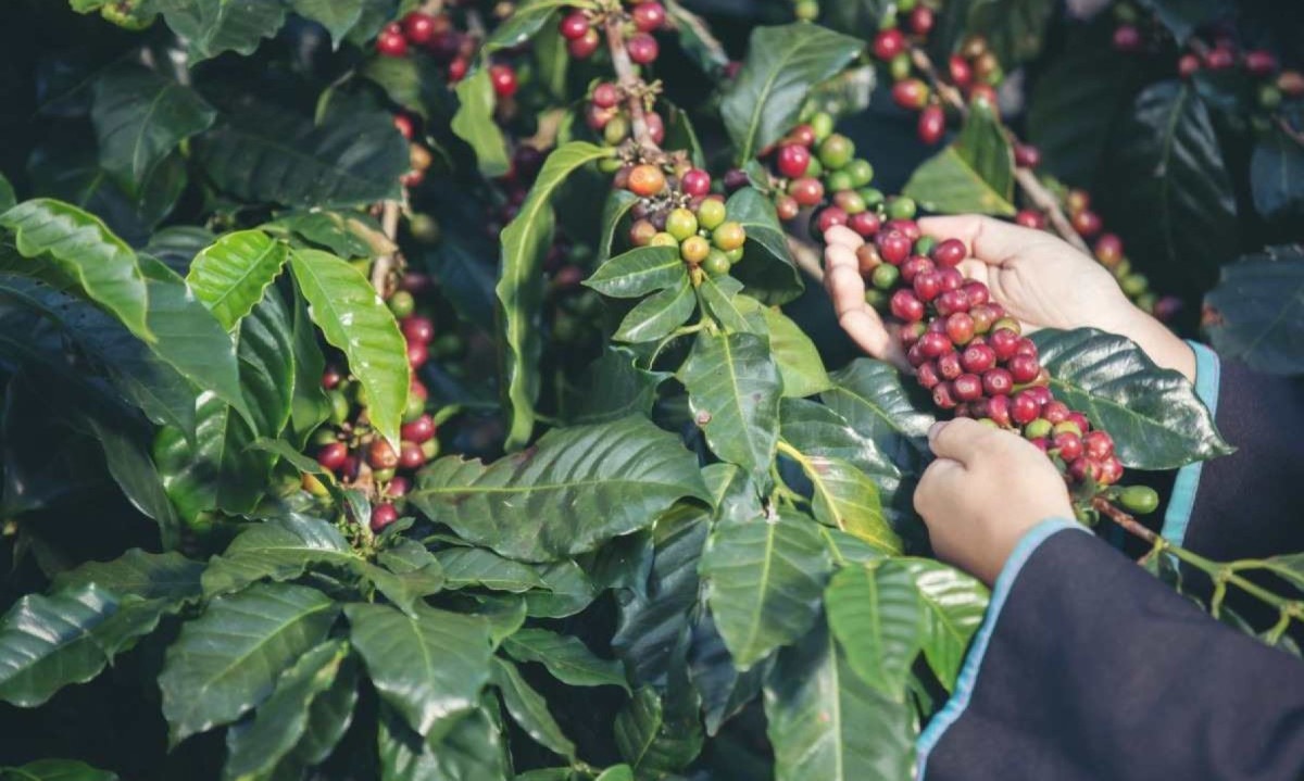 Produções sustentáveis do café têm mais chances de serem valoradas com o projeto. -  (crédito: freepink/reprodução)