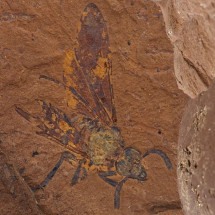 Cientistas descobrem fóssil de nova espécie de mosca - Reprodução/Universidade de Canberra 