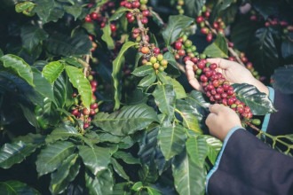 Café em Minas: sustentabilidade para render mais