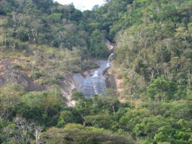 Desde 2016, uma equipe da SAVE Brasil monitora a espécie na Estação Ecológica de Murici, em Alagoas, onde vivem as choquinhas remanescentes. A área de preservação, criada em 2001, é um refúgio de Mata Atlântica. 