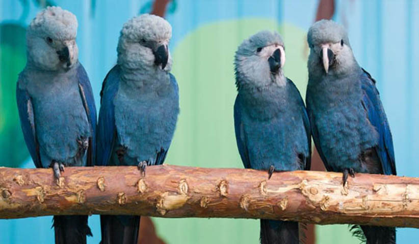 Ararinha Azul - Espécie endêmica do norte da Bahia, sofreu com a caça e com o corte indiscriminado de árvores da caatinga e chegou a ser considerada extinta em 2020. Mas em junho de 2022  oito aves dessa espécie foram trazidas da Alemanha para reintrodução no Brasil. 