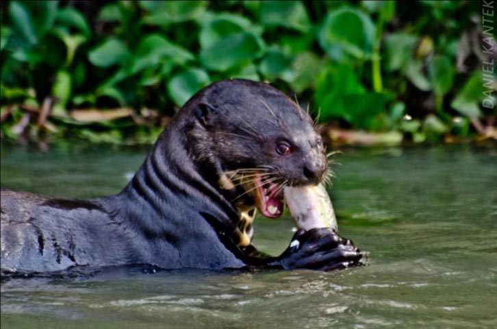 Ariranha - Mamífero do Pantanal, também é conhecido como lontra gigante e é caçado para obtenção da pele aveludada. 