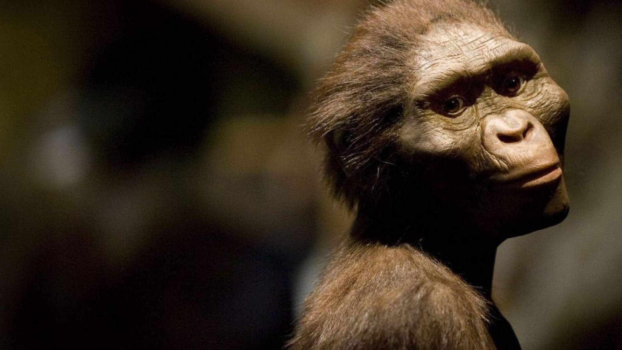 Como era Lucy, o fóssil descoberto há 50 anos que reescreveu a história da evolução humana