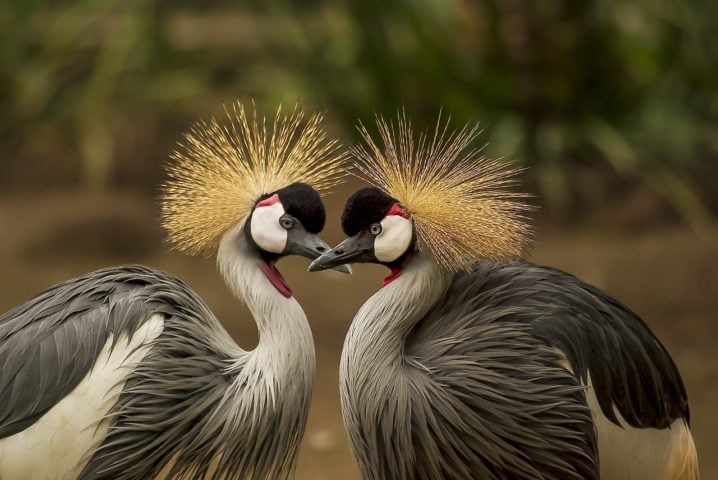 As aves mais exóticas do mundo