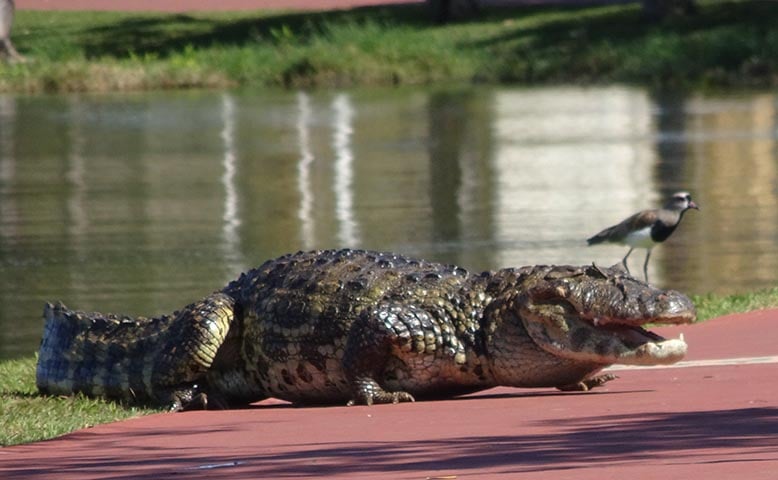 Jacaré do Papo Amarelo - Sua população tem se reduzido muito nos últimos anos devido às queimadas e à poluição das águas no Pantanal. 