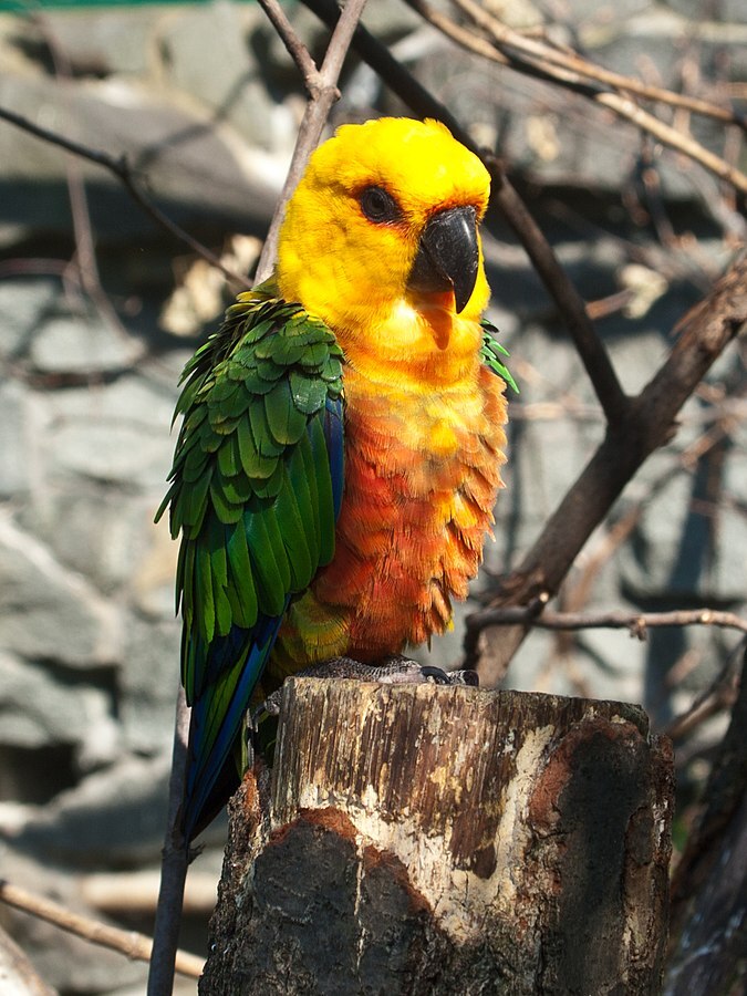 Essa ave da família dos Psittacidae também é chamada de Perequitão Nordestino. Ela nede 30 cm de comprimento e pesa cerca de 130 g. Bela, tem a cabeça e partes inferiores de laranja, manto verde e peito avermelhado. 