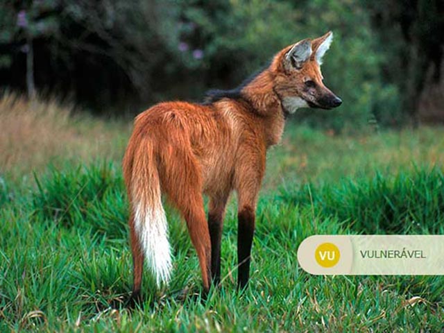 Lobo-Guará - Vive em savanas do centro-oeste do Brasil. Tem sofrido com a destruição do cerrado para ampliação da agricultura. É vítima de caça, atropelamento e doenças transmitidas por cães domésticos. 