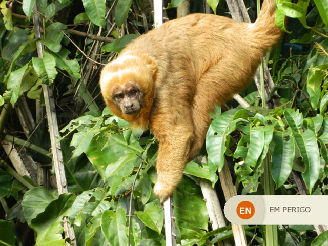 Macaco-Prego Dourado - Natural da Mata Atlântica, habita unidades de conservação na Paraíba e no Rio Grande do Norte. E tem sido tratado por especialistas num grande esforço pela preservação da espécie. 