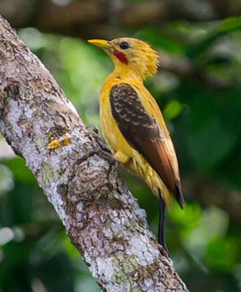 Pica-Pau Amarelo - Ave que só existe no litoral brasileiro, desde Alagoas até o Rio de Janeiro. Ameaçada pela destruição de seu habitat natural, com desmatamentos e queimadas. 