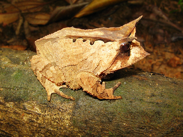 Sapo-Folha - Espécie da Serra do Timbó, na Bahia, tem apenas 4 cm e vem sendo afetada pelo desmatamento para cultivo de cacau e banana e também para criação de áreas de pastagem. 