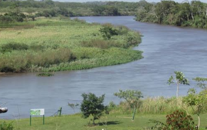 Os animais foram levados para a Fazenda Green Farm em Itaquiraí, instituição parceira do Centro de Reabilitação de Animais Silvestres (Cras) -  do governo do estado - para tratamento veterinário.