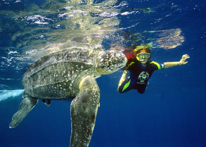 Tartaruga Cabeçuda - Vive na costa brasileira, principalmente no Espírito Santo, Bahia, Sergipe e Rio de Janeiro. Bota os ovos no litoral e, muitas vezes, os ovos são destruídos nas praias, impedindo a reprodução. 