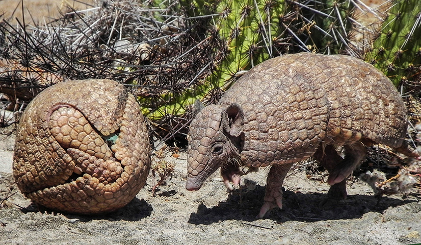 Tatu-Bola - Animal da Caatinga, sua população foi reduzida em 45% em 20 anos. A caça e a degradação ao ambiente em que eles vivem são as causas do risco de extinção do animal, que vem sendo protegido por organizações não governamentais. 