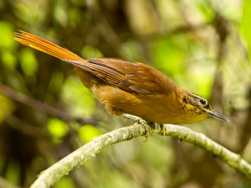 Os pesquisadores da SAVE Brasil lembram que outras espécies de aves que ocorriam apenas na região já foram extintas: limpa-folha-do-nordeste (foto), gritador-do-nordeste e caburé-de-pernambuco. Ambientalistas conseguiram salvar o mutum-de-alagoas em cativeiro (está extinto na natureza).  