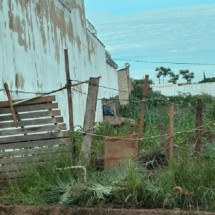 Polícia flagra idoso estuprando cadela e o leva preso em Minas - DivulgaÃ§Ã£o/PMMG