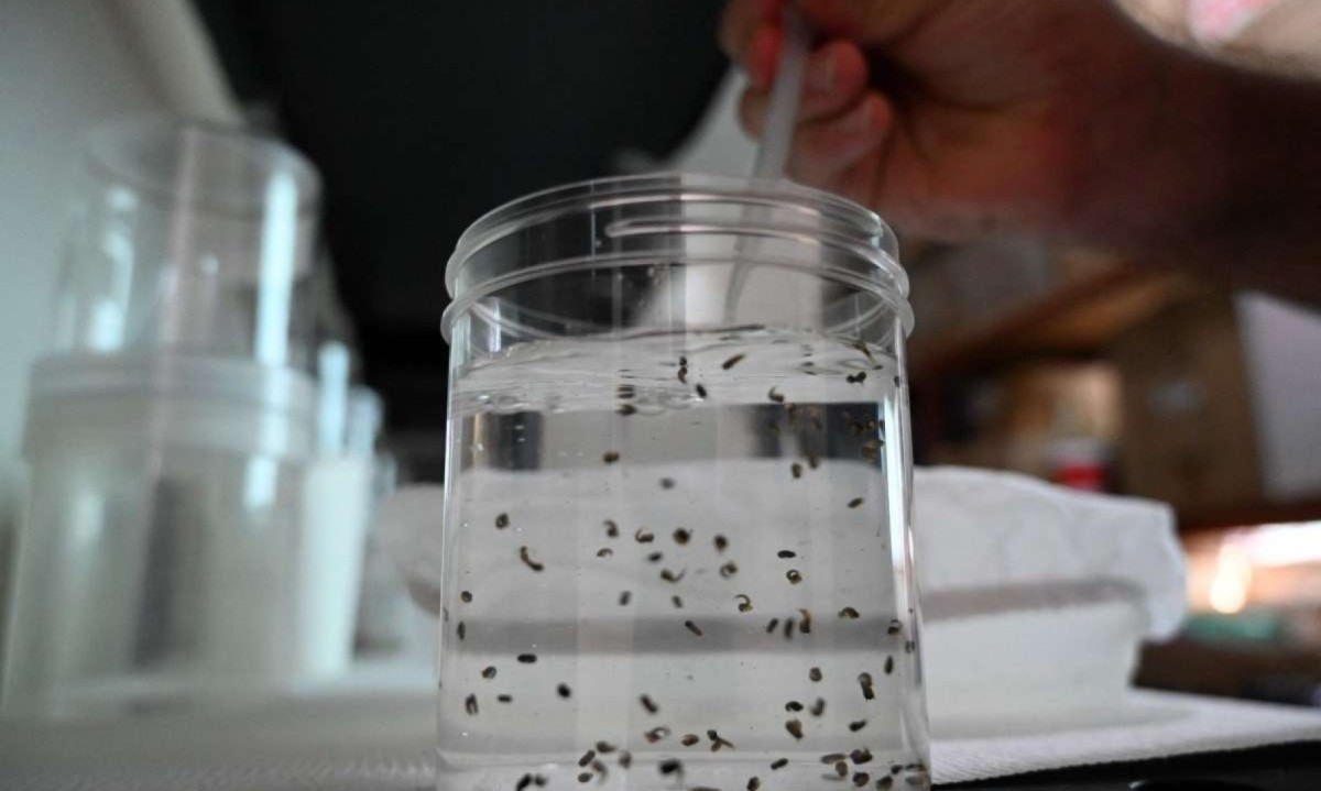 Até dezembro de 2024, 208.797 casos de dengue foram confirmados em BH, segundo levantamento da PBH -  (crédito: Orlando SIERRA / AFP)