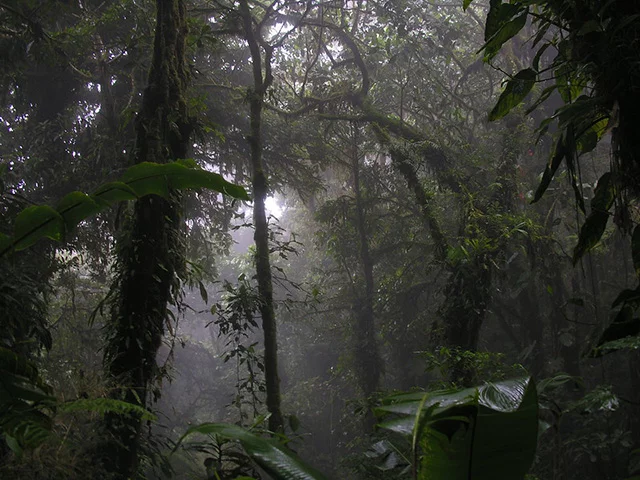 7ª - Reserva Florestal Nublada de Monte Verde – Costa Rica - Localizada numa região alta e montanhosa, ela está quase sempre encoberta por nuvens