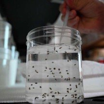 Depois de enfrentar epidemia, PBH espera menor incidência de dengue em 2025 - Orlando SIERRA / AFP
