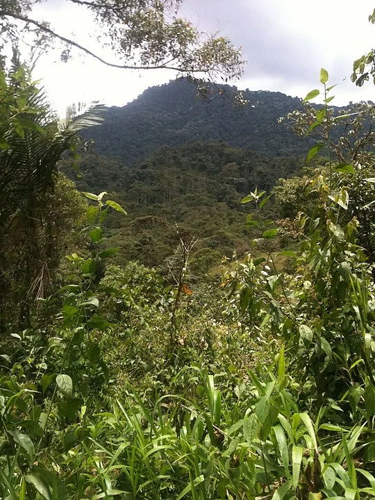 5ª - Floresta Nublada – Equador - Localizada na Cordilheira do Andes,  possui mais de 400 espécies de aves, que atraem grande número de visitantes. 