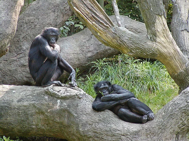 Segunda maior floresta tropical do mundo depois da Amazônia. Abriga muitas espécies endêmicas, como o Chimpanzé Pigmeu.