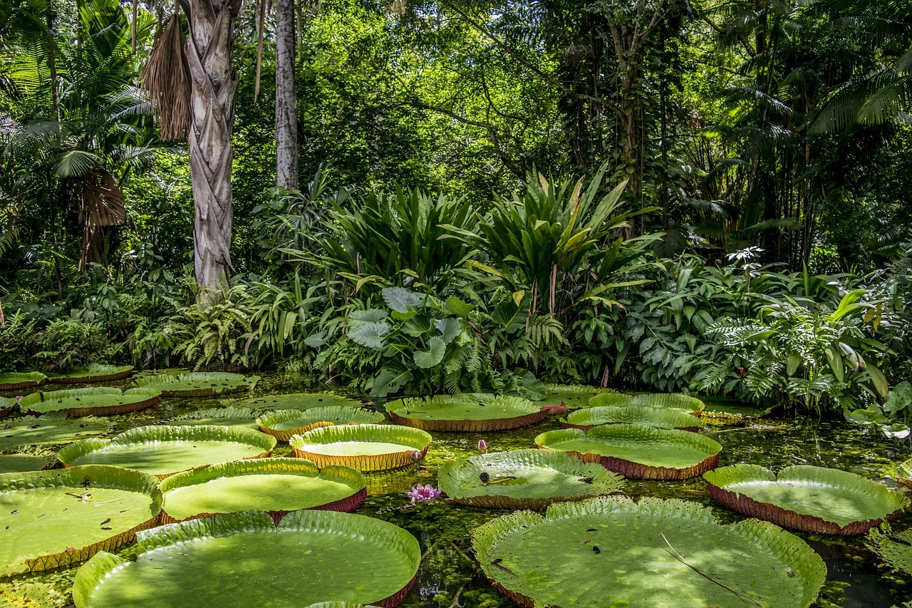 As vitórias-régias são belas plantas aquáticas que se destacam no cenário amazônico. 