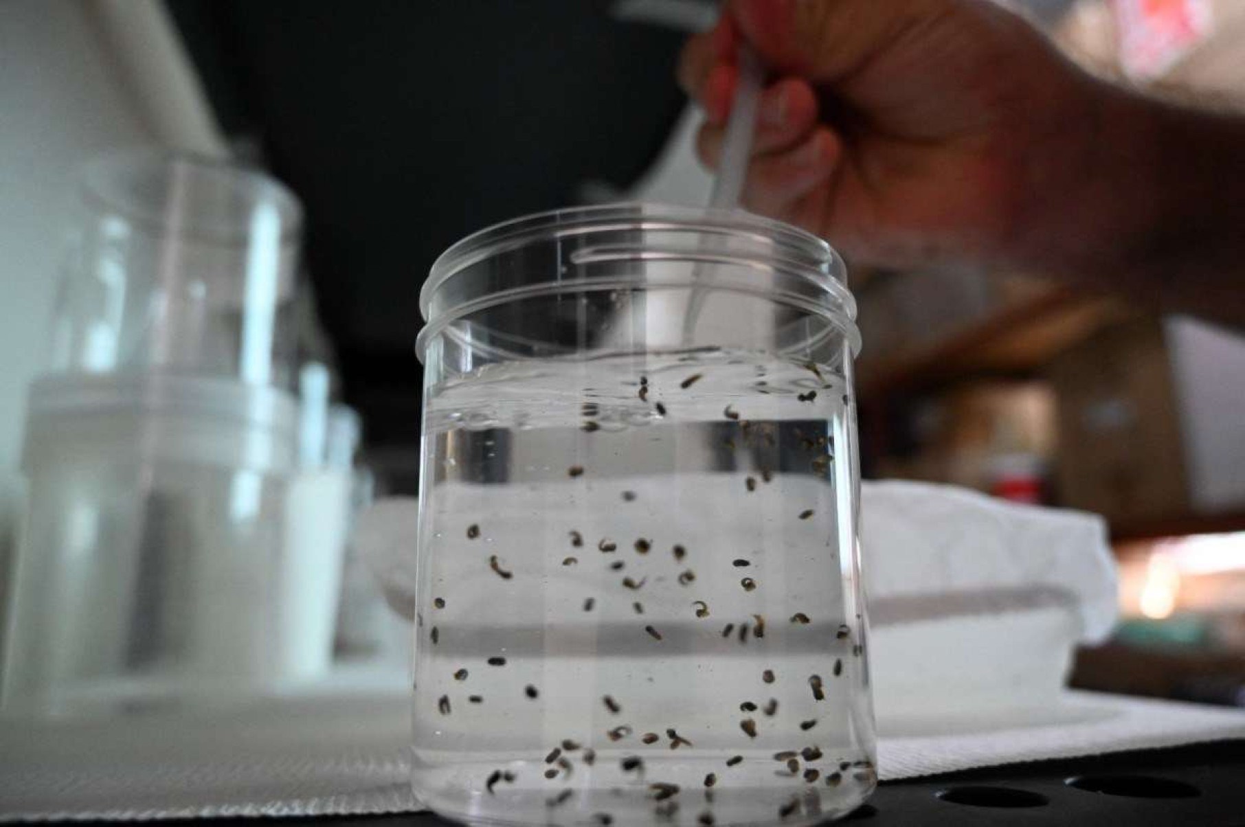 Depois de enfrentar epidemia, PBH espera menor incidência de dengue em 2025