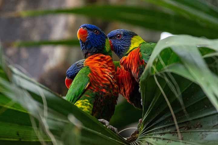 Lóris Molucanos: Esse é um tipo de papagaio que vive em todas as florestas tropicais da Austrália e da Papua Nova Guiné. É famoso por sua plumagem vibrante e comportamento brincalhão, tornando-o um dos papagaios mais queridos pelos criadores de aves.