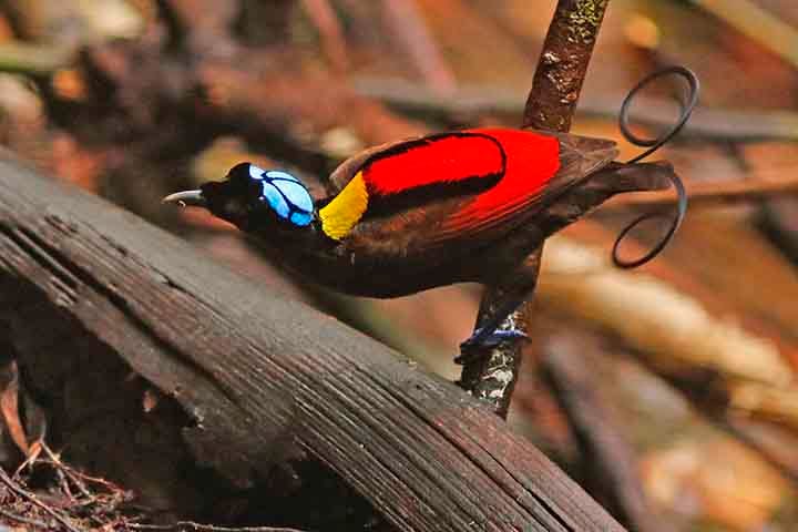 As fêmeas desta espécie têm plumas marrons, enquanto os machos exibem cores vibrantes. Eles utilizam suas cores e realizam uma dança elaborada para impressionar as fêmeas, que observam o espetáculo.