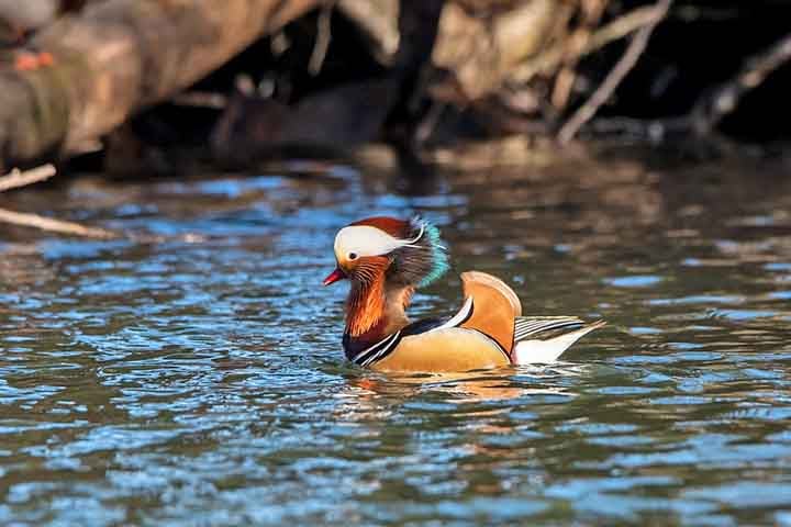 Esses patos gostam de estar em pequenas lagoas rodeadas por árvores e evitam lagos ou mar aberto. Eles são ágeis voadores, capazes de passar habilmente por entre árvores.