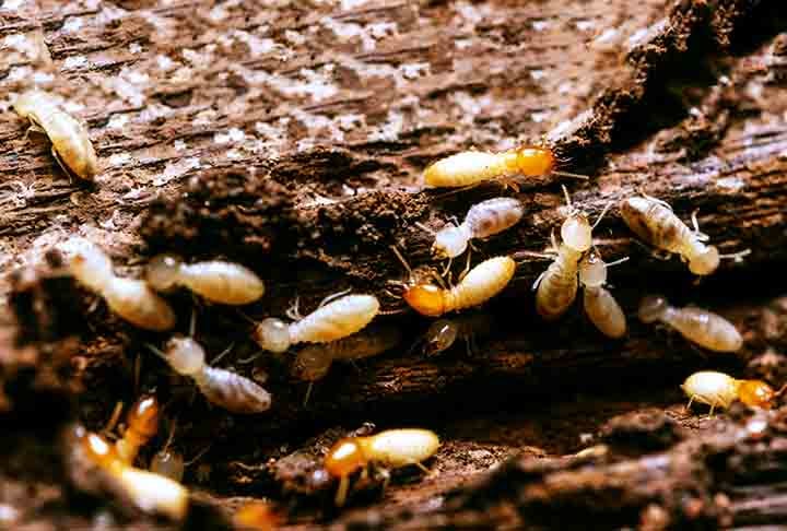 Eles consomem celulose, presente em madeira e papel, comprometendo estruturas. Além disso, vivem em colônias grandes e trabalham continuamente, o que acelera os danos.