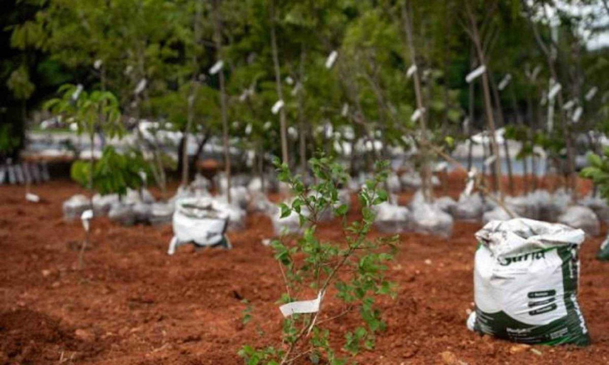 Área verde de 1.000 m² passou a ocupar espaço na Região da Pampulha -  (crédito: Leonardo Nogueira)