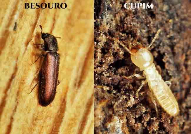 Besouros têm corpos cilíndricos e duros; cupins têm corpos macios e alongados. Besouros perfuram madeira para depositar ovos; cupins consomem a madeira. 
Besouros deixam furos pequenos e pó fino (serragem); cupins deixam galerias internas e resíduos parecidos com pó de café.