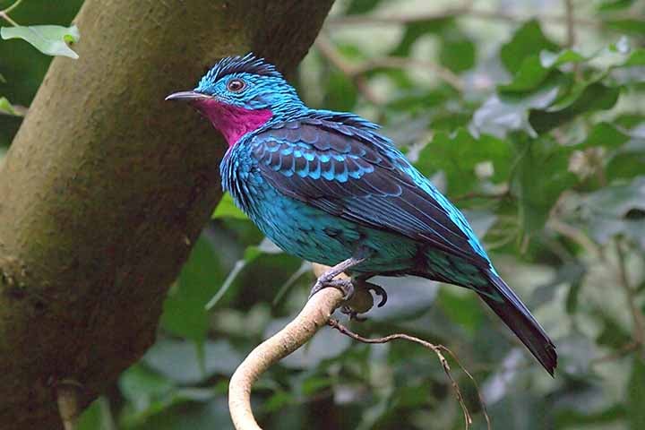 Os machos têm um corpo azul brilhante com manchas brancas nas asas, enquanto as fêmeas têm uma coloração mais verde-azulada. Ambos os sexos têm um bico largo e chato, característico da família dos cotingídeos.