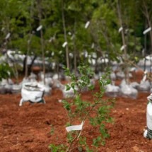 Cervejaria holandesa cria 'floresta em miniatura' em Belo Horizonte - Leonardo Nogueira