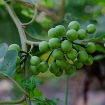 A jurubeba é uma planta medicinal tradicionalmente usada para apoiar a digestão e promover o bem-estar do organismo (Imagem: kukuh st23 | Shutterstock) -  (crédito: EdiCase)