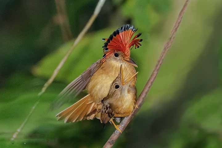 Maria-leque-do-sudeste: encontrada em florestas tropicais úmidas da América Central e América do Sul. Essa espécie é conhecida por sua vocalização distintiva e por seu comportamento peculiar.