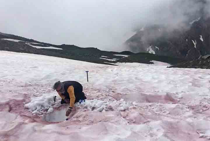 As publicações alertam, porém, que ainda é preciso mais estudos para conclusões mais enfáticas sobre a recorrência maior da “neve melancia” trazer danos importantes no equilíbrios dos sistemas. 